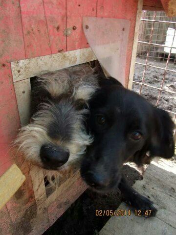 UK CHARITY REG 1156501. We support abused and neglected strays in Serbia. Promoting animal welfare + humane population control throughout the country.