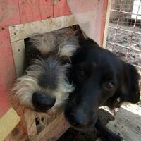 Forgotten Paws (@forgotten_paws) 's Twitter Profile