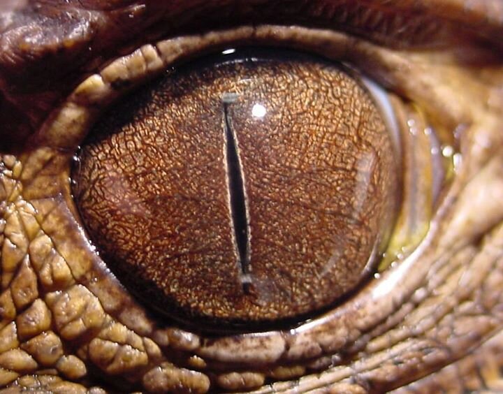The true is just in front of your eyes