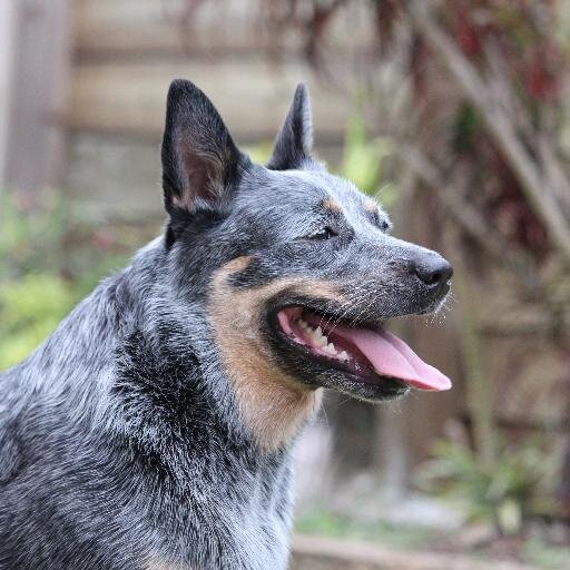 I am an Australian Cattle Dog living in Brisbane, Queensland, with my two humans. My favourite things to do are running, jumping, gardening and bird watching.
