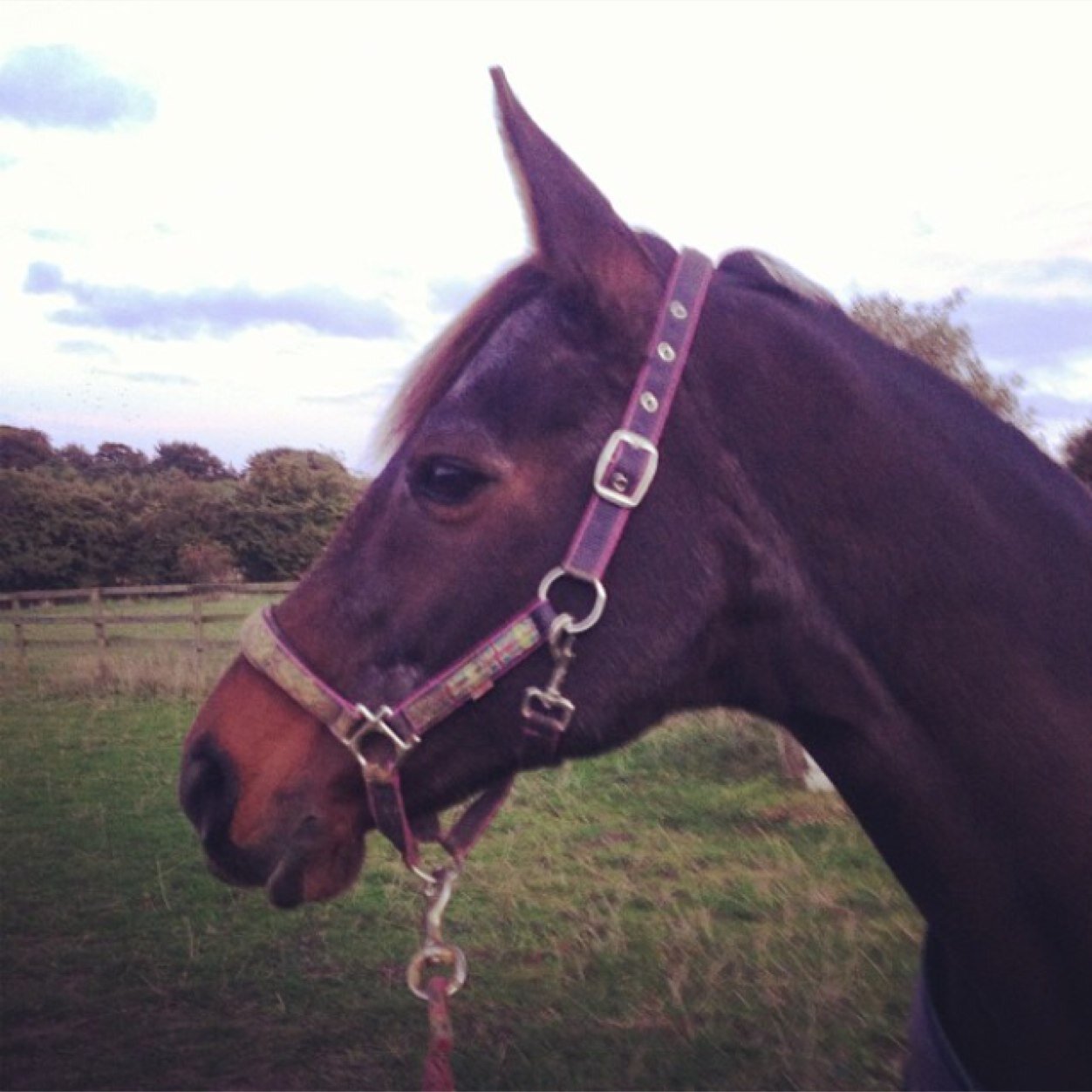 NishaSacks's profile picture. 