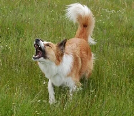 Dog Training - Agility 1-2-1's in West Wales