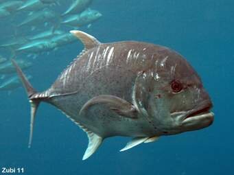 StevanoAdrian's profile picture. Complicated