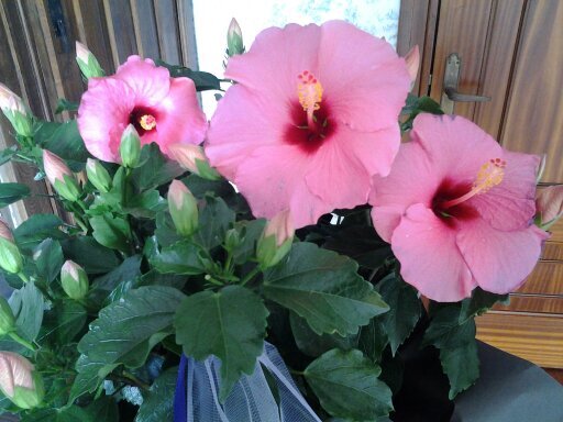 tsomo18's profile picture. 