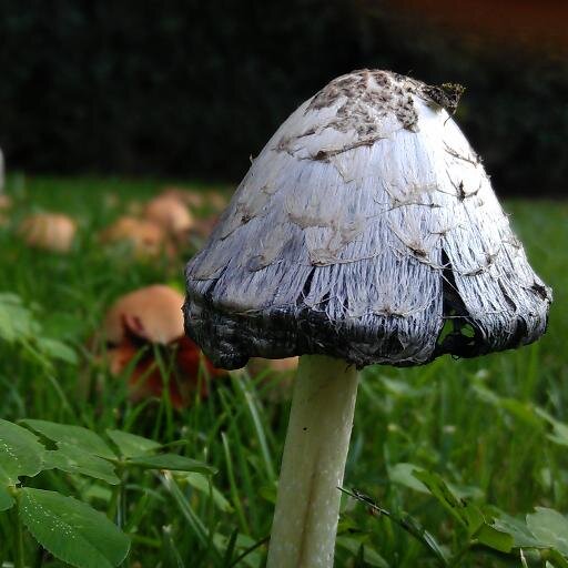 NAZSCA's profile picture. This is my Official Twitter Page... Fate Vobis!