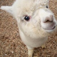 Y.Sakai (@yu_alpaca) 's Twitter Profile Photo Y.Sakai (@yu_alpaca) 's Twitter Profile Photo