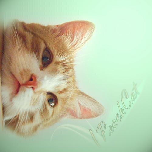 IPeachCat's profile picture. ... while my owner is sleeping