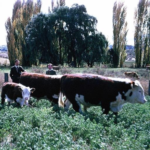 comonsens's profile picture. 