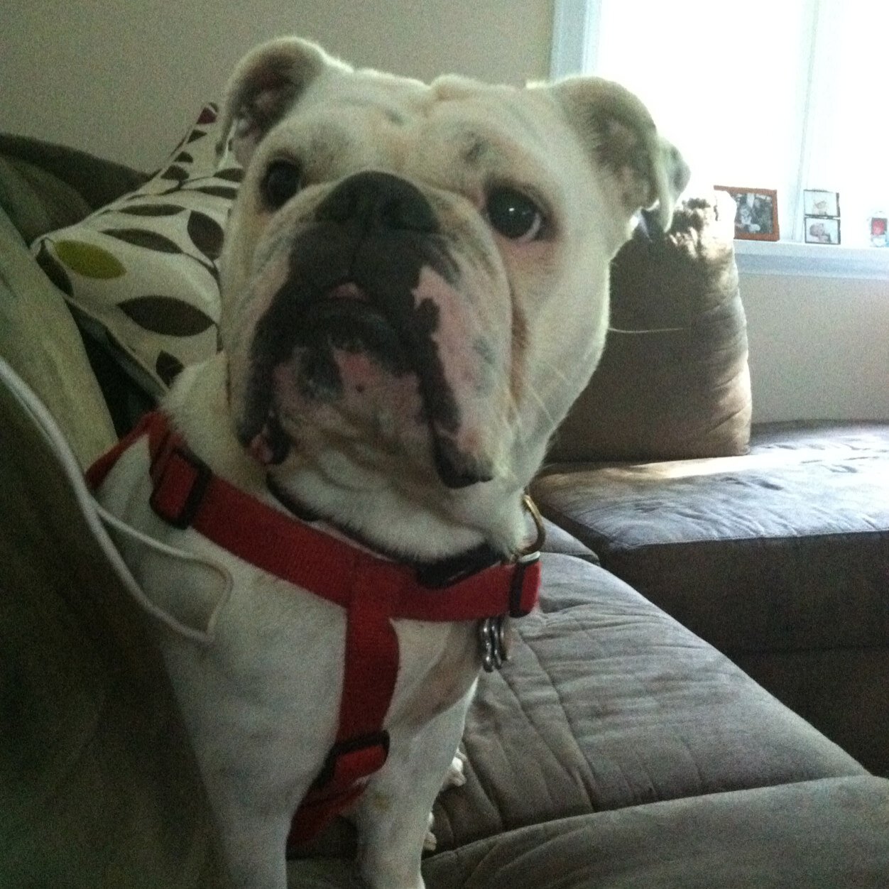 Proud Bullie Momma!