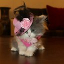 شبيه الريح (@0540022472) Twitter
