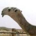 سلطان بطي المرزوقي (@9000sultan) Twitter profile photo