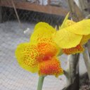 Suzanne Beaudoin - @franichel - Twitter