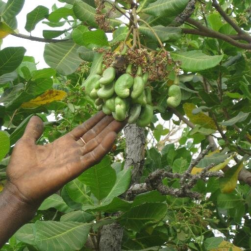 bassol1's profile picture. Je suis entrepreneur agricole, production ,commercialisation de produits naturels et agricoles