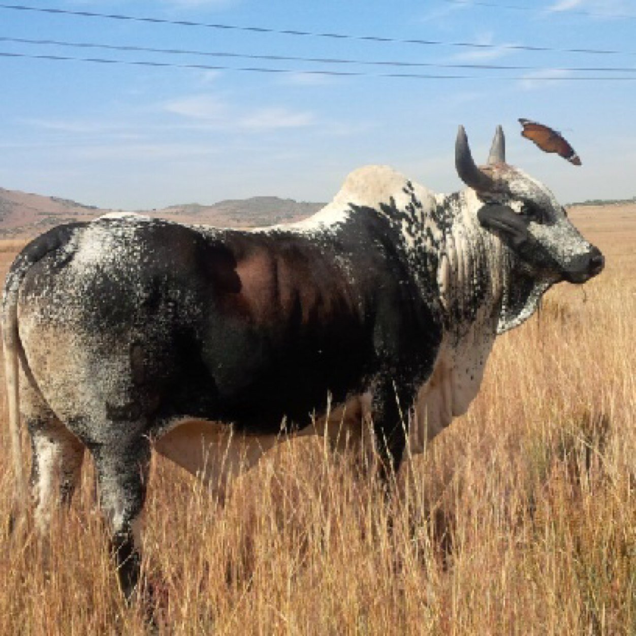 thandocele8's profile picture. 