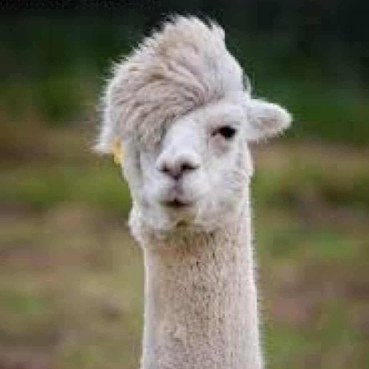 jegerenlama's profile picture. Jeg er Lama come at me bro!