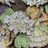 trueheart_net's profile image