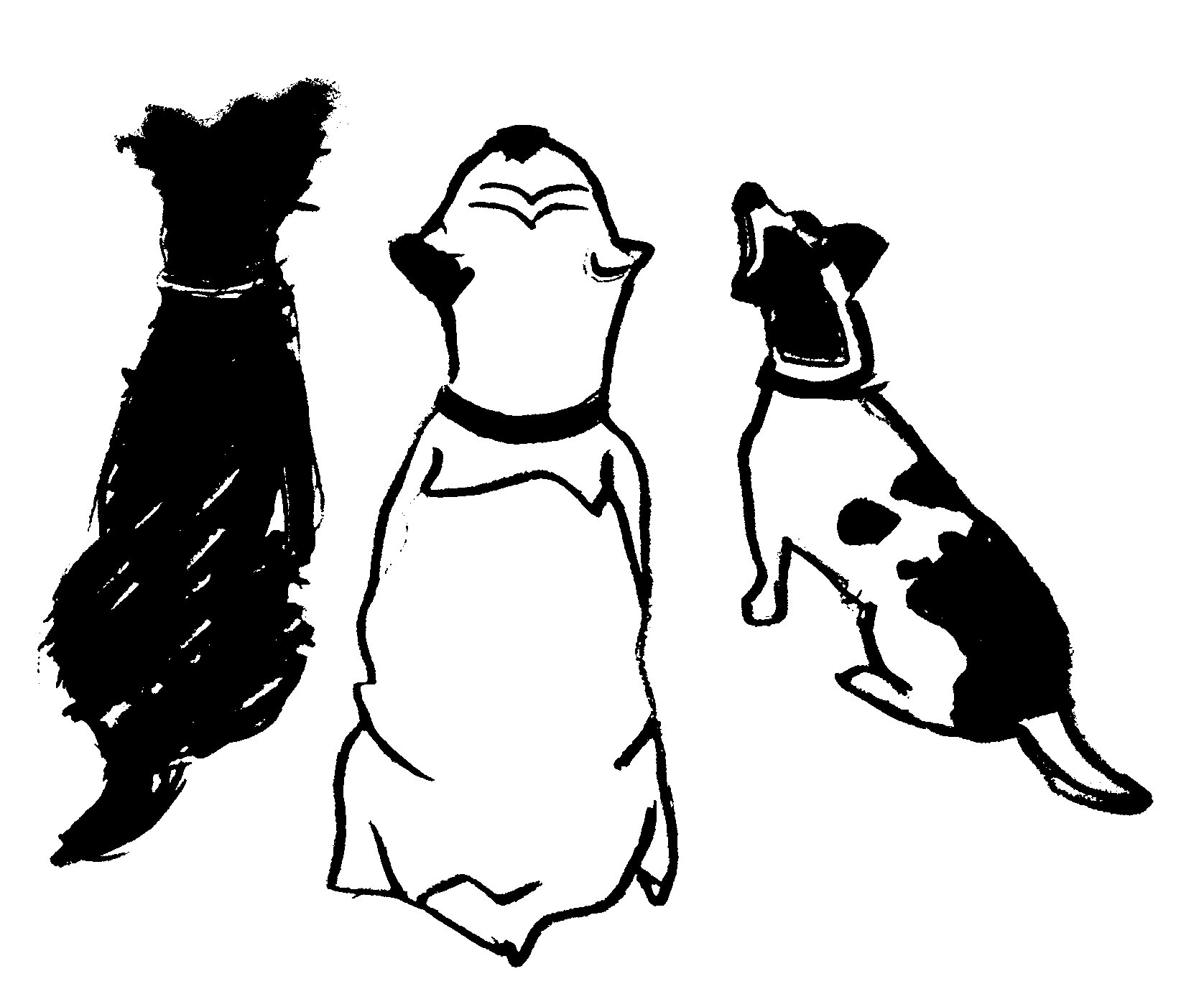 New dog boutique now open at 43 Roseburn Terrace, Edinburgh, just off the Water of Leith