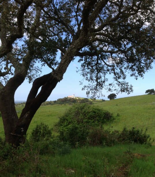 A Quinta Agroecology. Project and learning centre in SW Portugal using regenerative methods to green the desert.