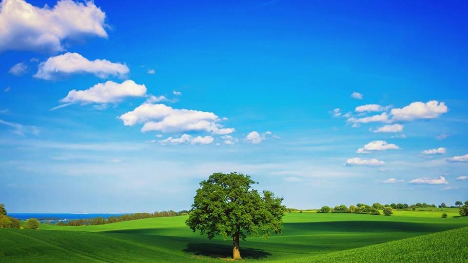 mido5004's profile picture. 