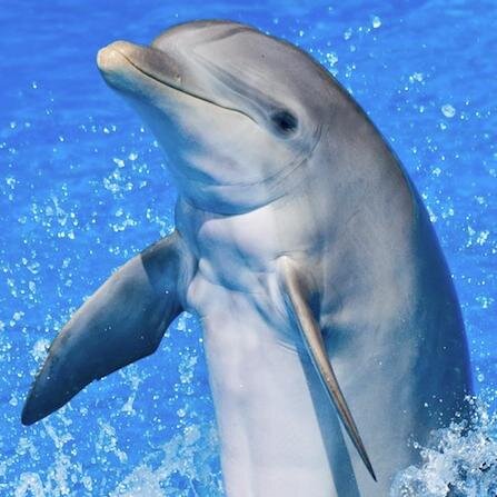 Interesting Animal Facts - The Portal of Animal Diversity