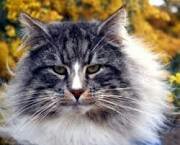 Big tom without any fear, in for a fight, can be friendly. Single, No Clan.