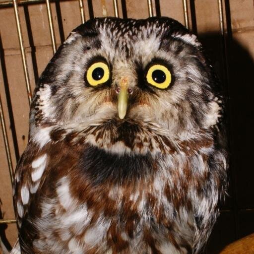 Sych_Domashniy's profile picture. 