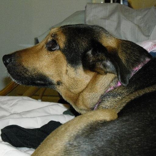 Are you a #doglover ? Do you often shop for #dog supplies? Come visit our DogDirectory now!