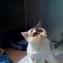 Cheryl Swartz - @Cherbat - Twitter