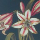 Monica bedoya m - @mnk1070 - Twitter