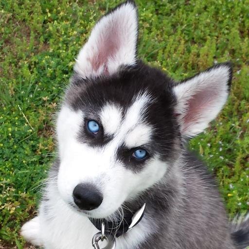Breed AKC registered Siberian huskies from champion bloodlines.
