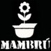 Mambrú Desobedece (@mambrumoc) Twitter profile photo Mambrú Desobedece (@mambrumoc) Twitter profile photo