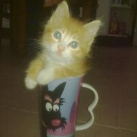 Barış Refikoğlu (@barisrefikoglu) 's Twitter Profile