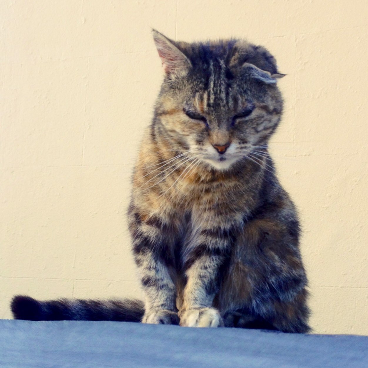 catsofaber's profile picture. 