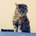 Cats of Aberystwyth (@catsofaber) Twitter profile photo Cats of Aberystwyth (@catsofaber) Twitter profile photo