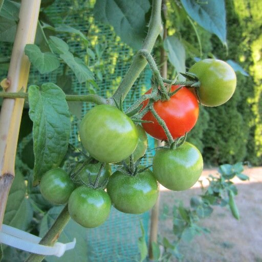 Blogging on local food and food-related issues