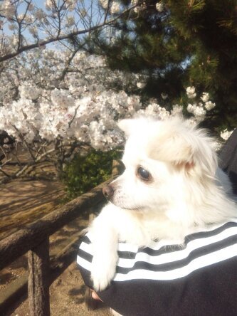mofu0223's profile picture. コスメ(SUQQU好き)/メイク/グルメ(但しB級グルメ専門)/限定品/工場萌え/チワワ飼っていました/リラックマ/すみっコぐらし/トムとジェリー/ハンギョドン/ちいかわ/仕事猫/パペットスンスン/らーめん/唐揚げ/うどん/料理修行中/8歳児子育て中/読書
