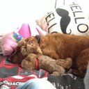 Jasper Atkinson. - @AtkinsonMeow - Twitter