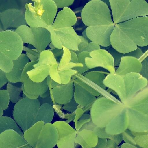 WindTreeSilica's profile picture. something somefeeling