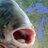 AsianCarpAWARE's profile image