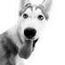 Woof Woof (@awesomedogtips) Twitter profile photo