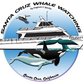 Whale Watching, Public & Private Boat Charters, Tours Year-Round