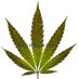 WeedTurkey (@weedturkey) Twitter profile photo