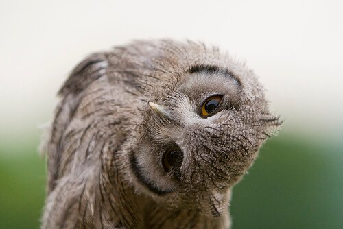 @hibou_profene