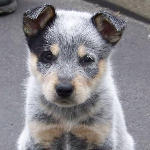 australian shepards & cattle dogs