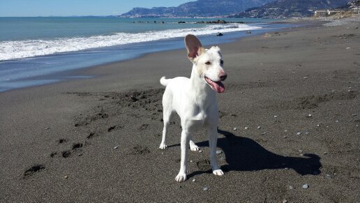 DiegoArmato's profile picture. 