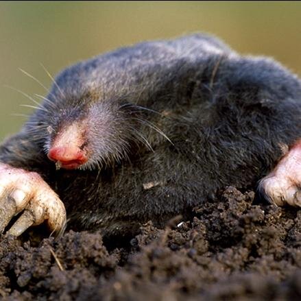 TheMole1234's profile picture. 