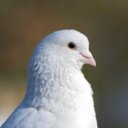 Rodney Bird - @RodneyTheBird - Twitter