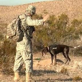CanineSoldiers's profile picture. A 3-D documentary-in-progress by UT Austin's Nancy Schiesari exploring the intimate bond between military working dogs and their soldier handlers.