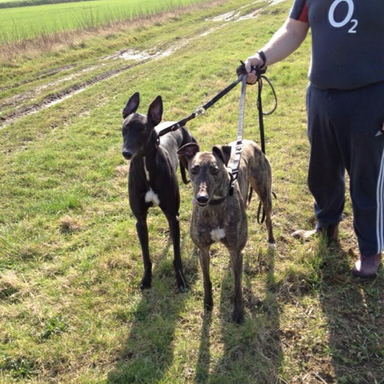 bcprobet's profile picture. 