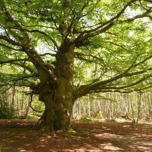 When was the last time your child climbed a tree?
